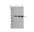 Anti-FOXA2/Hnf3B Rabbit Monoclonal Antibody