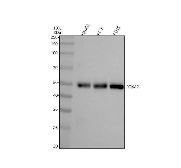 Anti-FOXA2/Hnf3B Rabbit Monoclonal Antibody
