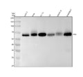 Anti-Paxillin PXN Rabbit Monoclonal Antibody