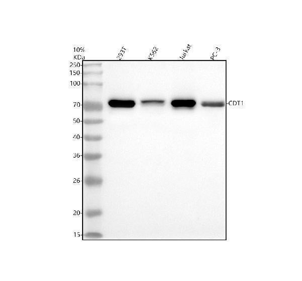 Anti-CDT1 Rabbit Monoclonal Antibody