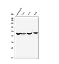 Anti-EDNRB Antibody Picoband® (monoclonal, 15C3)