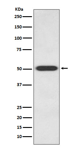 Western blot analysis of Endothelin B Receptor expression in 293T cell lysate.