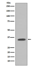 Western blot analysis of Caspase-7 expression in NIH/3T3 cell lysate.