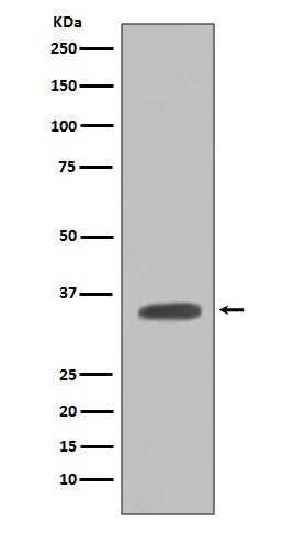Western blot analysis of Caspase-7 expression in NIH/3T3 cell lysate.