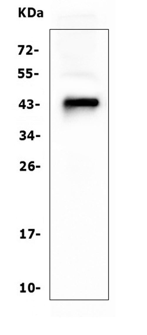 Anti-CD79a Antibody Picoband® (monoclonal, 4G4)