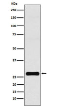 Western blot analysis of GJB1 expression in MCF-7 cell lysate.