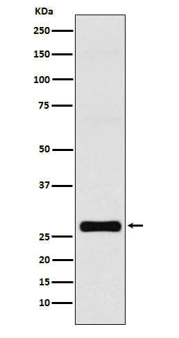 Western blot analysis of GJB1 expression in MCF-7 cell lysate.