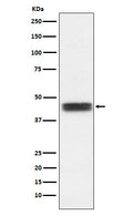 Western blot analysis of TFPI expression in U87-MG cell lysate.