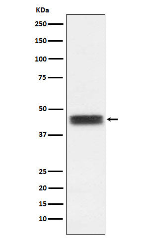 Western blot analysis of TFPI expression in U87-MG cell lysate.