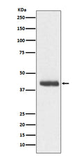 Western blot analysis of DCX expression in C6 cell lysate.
