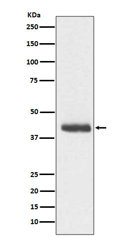 Western blot analysis of DCX expression in C6 cell lysate.