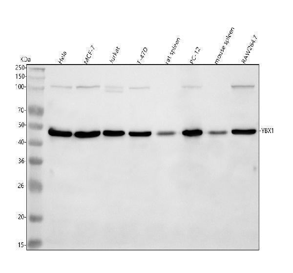 Anti-YB1 YBX1 Rabbit Monoclonal Antibody
