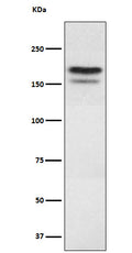 Western blot analysis of EHMT2 expression in 293 cell lysate.
