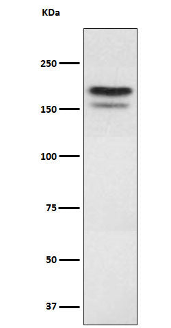 Western blot analysis of EHMT2 expression in 293 cell lysate.