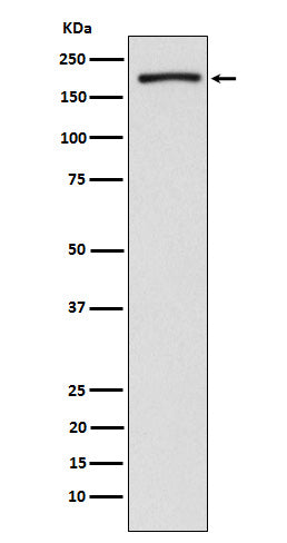 Western blot analysis of EHMT2/G9A expression in HeLa cell lysate.