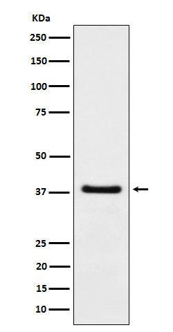 Western blot analysis of HDGF expression in A549 cell lysate.
