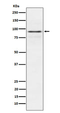 Western blot analysis of RSK1 p90 expression in MCF7 cell lysate.