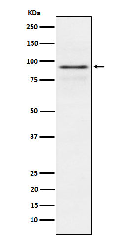 Western blot analysis of RSK1 p90 expression in MCF7 cell lysate.