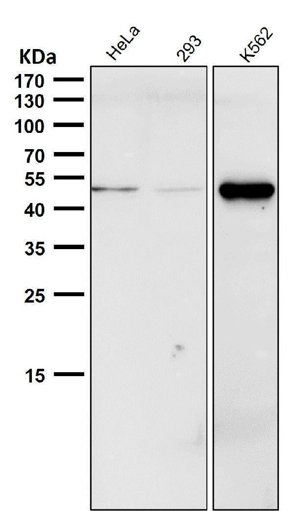 All lanes use the Antibody at 1:1K dilution for 1 hour at room temperature.