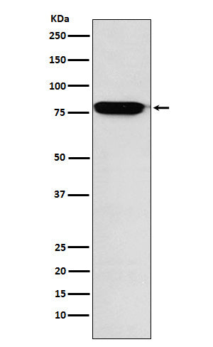 Western blot analysis of RANK expression in Human fetal liver lysate.
