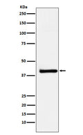 Western blot analysis of XRCC3 expression in HeLa cell lysate.