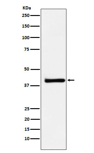 Western blot analysis of XRCC3 expression in HeLa cell lysate.