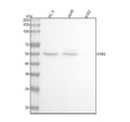 Anti-PAR2 Rabbit Monoclonal Antibody