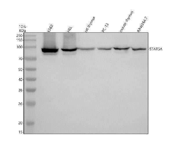 Anti-STAT5a Rabbit Monoclonal Antibody