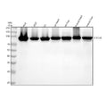 Anti-STAT5A/B Rabbit Monoclonal Antibody