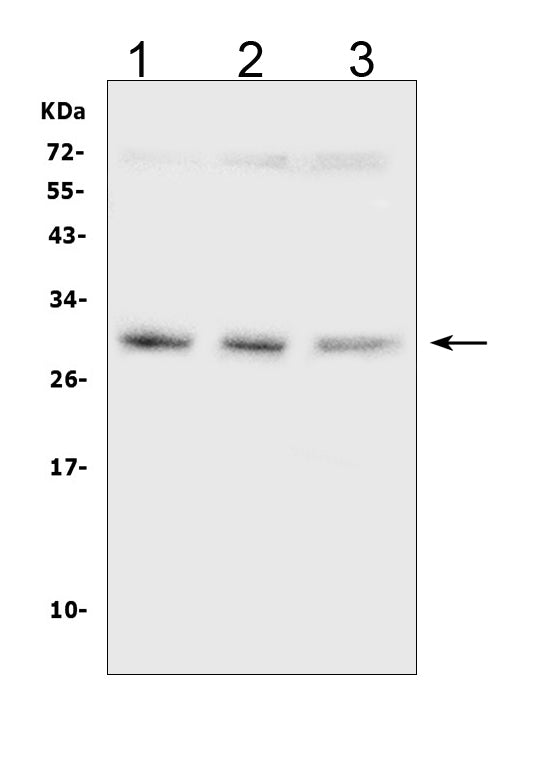 Anti-SDHB Antibody Picoband® (monoclonal, 2I3)