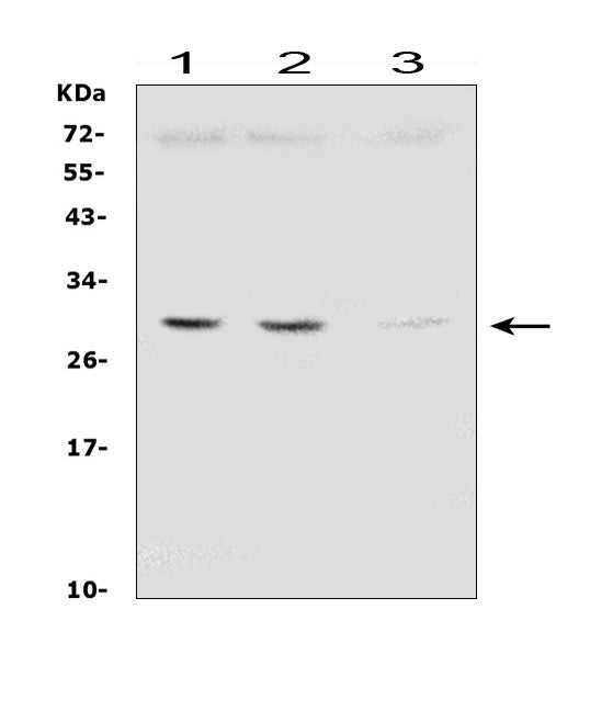 Anti-SDHB Antibody Picoband® (monoclonal, 11I3)