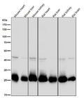 All lanes use the Antibody at 1:3W dilution for 1 hour at room temperature.