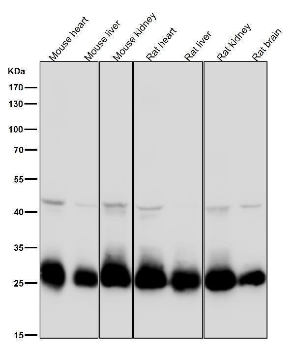 All lanes use the Antibody at 1:3W dilution for 1 hour at room temperature.
