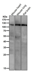Anti-PI3 Kinase p110 beta Rabbit Monoclonal Antibody