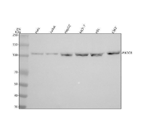 Anti-PI3 Kinase p110 beta PIK3CB Rabbit Monoclonal Antibody