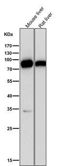 All lanes use the Antibody at 1:1K dilution for 1 hour at room temperature.