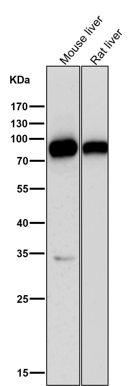 All lanes use the Antibody at 1:1K dilution for 1 hour at room temperature.