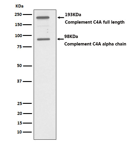 Western blot analysis of C4A expression in HepG2 cell lysate.