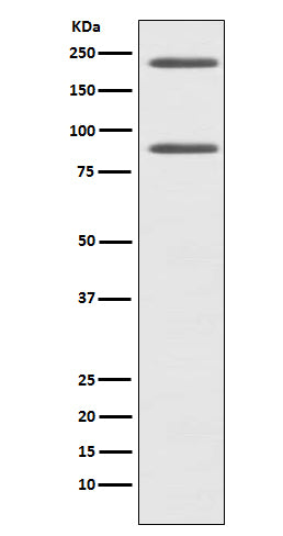 Western blot analysis of C4 expression in HepG2 cell lysate.