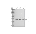 Anti-IL23 Rabbit Monoclonal Antibody