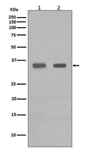 Western blot analysis of CEBP Beta in (1) PC-12 cell lysate; (2) Human spleen lysate.