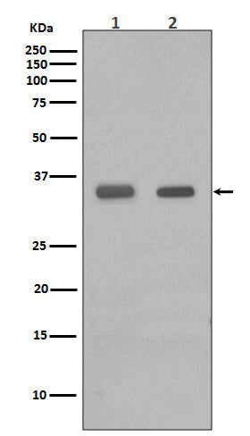 Western blot analysis of CEBP Beta in (1) PC-12 cell lysate; (2) Human spleen lysate.