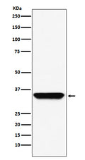 Western blot analysis of ADORA1  expression in A549 cell lysate.