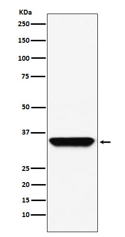 Western blot analysis of ADORA1  expression in A549 cell lysate.