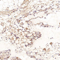 Anti-CD41 ITGA2B Rabbit Monoclonal Antibody