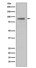Western blot analysis on HeLa cell lysate using HSP90A Antibody.