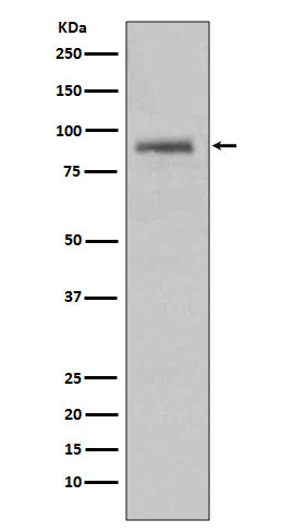 Western blot analysis on HeLa cell lysate using HSP90A Antibody.
