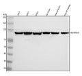 Anti-Hsp90 alpha + beta HSP90AA1 Rabbit Monoclonal Antibody