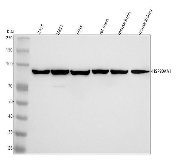Anti-Hsp90 alpha + beta HSP90AA1 Rabbit Monoclonal Antibody
