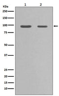 Western blot analysis of Hsp90 alpha expression in (1)PC-12 cell lysate; (2)HeLa cell lysate.